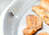Jak restauracje radzą sobie z dokuczliwymi owadami
