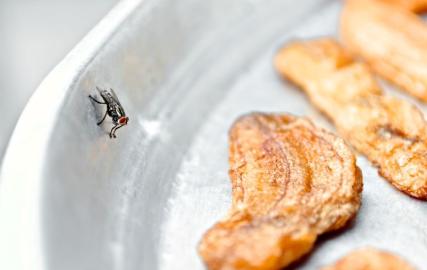 Jak restauracje radzą sobie z dokuczliwymi owadami